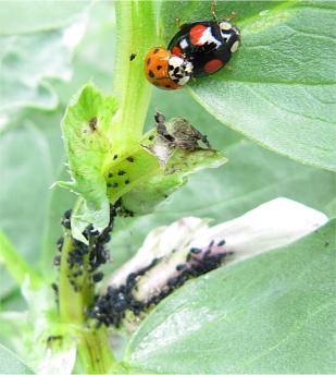 Two different ladybirds Two different ladybirds