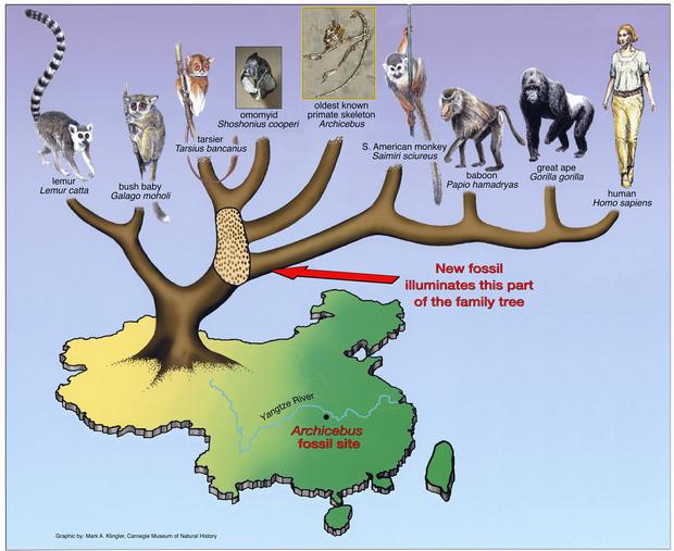 Archicebus%20Achilles%20evolutionary%20t