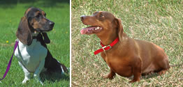 Bassett Hound and Dachshund FGF4 study NHGRI Bassett Hound and Dachshund FGF4 study NHGRI