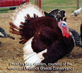 Bourbon Red Heritage Turkey Bourbon Red Heritage Turkey