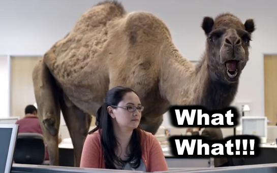 camel what what