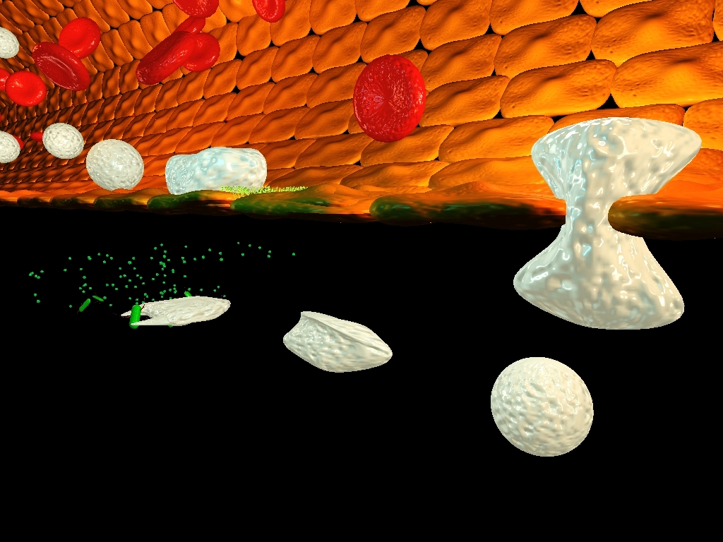 Cells of the immune system (white) attacking bacteria (green) Image by Greg Luerman Cells of the immune system (white) attacking bacteria (green) Image by Greg Luerman