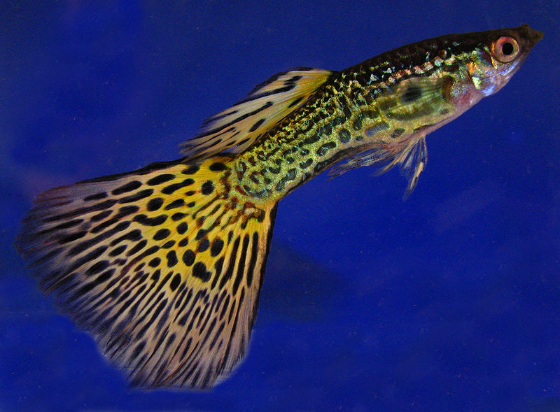 Male guppy (Poecilia reticulata) Male guppy (Poecilia reticulata)