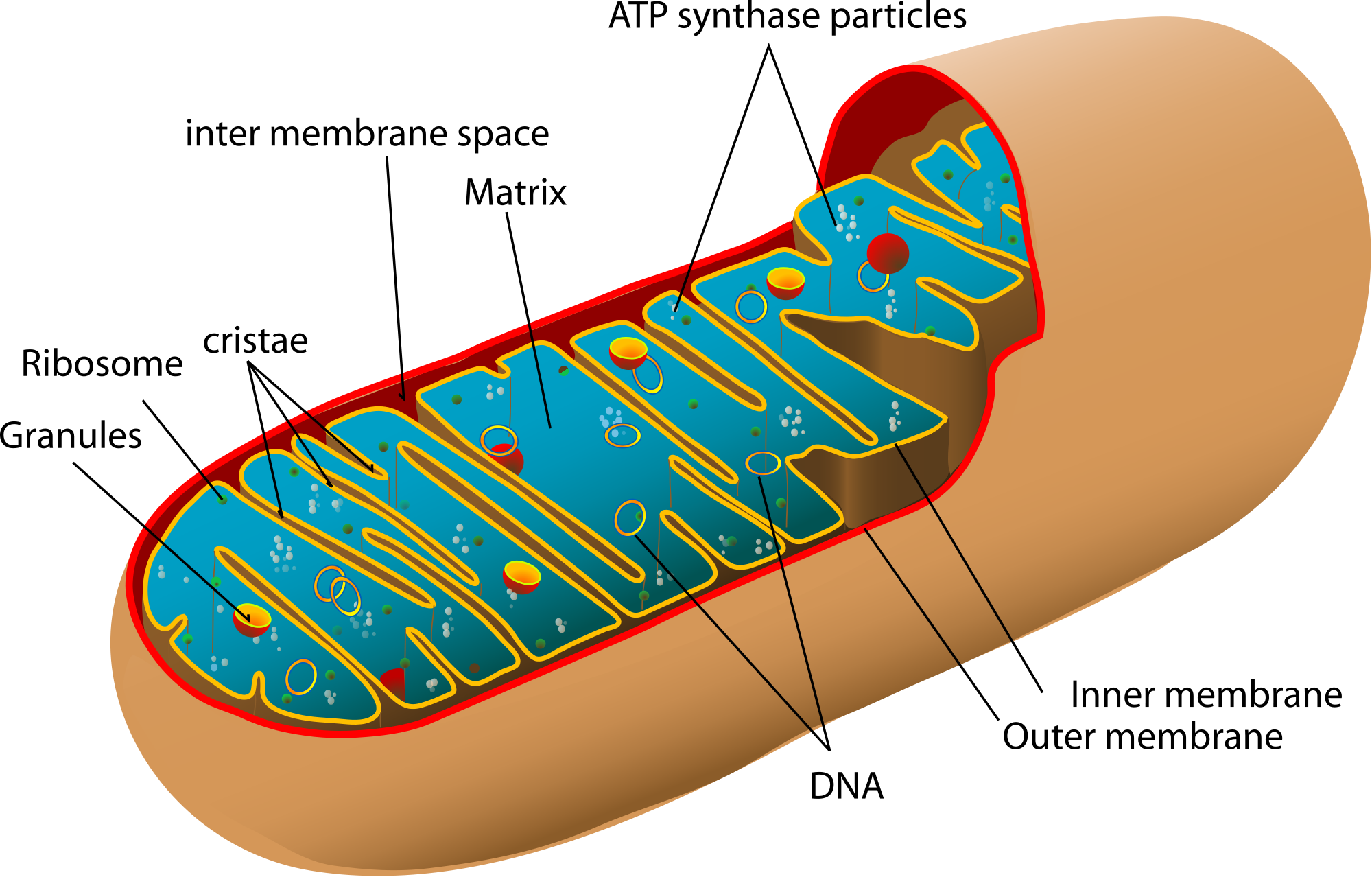 Mitochondrion diagram by Mariana Ruiz Villarreal Mitochondrion diagram by Mariana Ruiz Villarreal