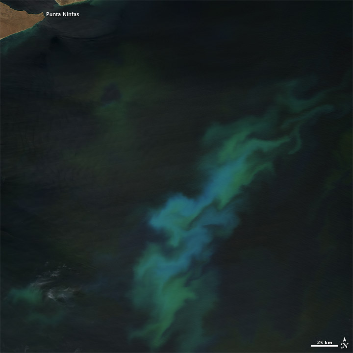 Algae bloom Argentina Algae bloom Argentina