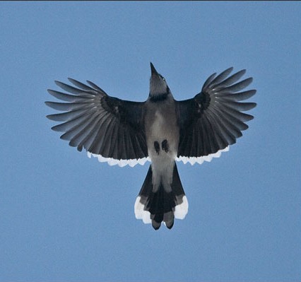 Blue Jay in flight Blue Jay in flight