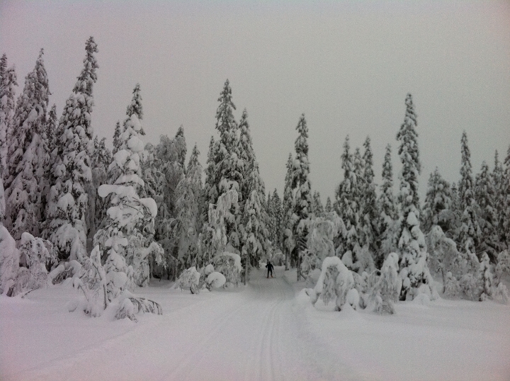 boreal forest Krokskogen boreal forest Krokskogen