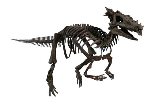 Dracorex hogwartsia Dracorex hogwartsia