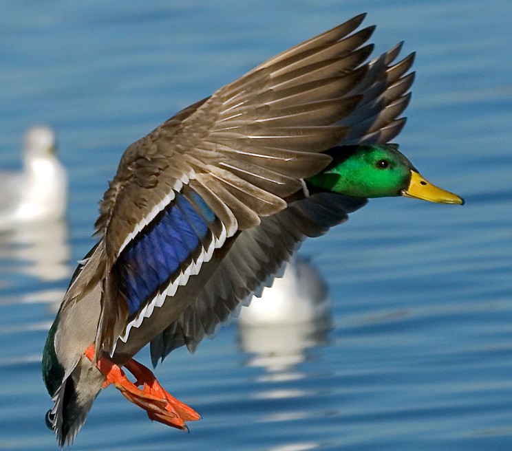 Duck landing on water Duck landing on water