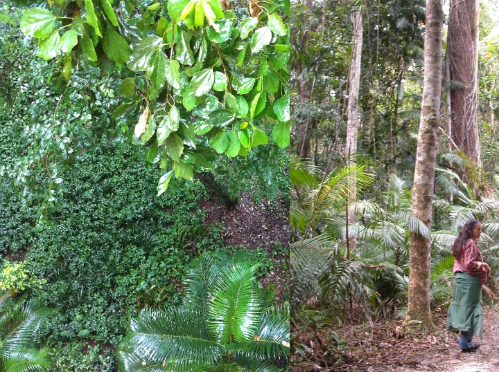 Atlantic vs rainforest Cairns Atlantic vs rainforest Cairns