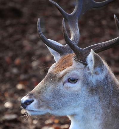 deer antlers photo of deer head with antlers