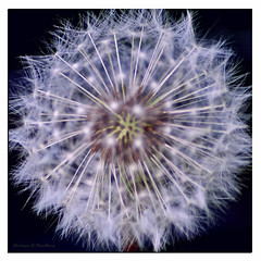 fuzzy thing photo of fuzzy thing