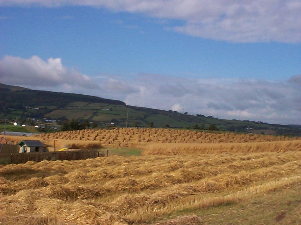 Wheat Field in Ireland Wheat Field in Ireland