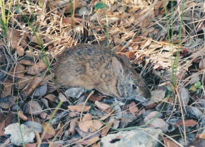 Sylvilagus palustris hefneri Sylvilagus palustris hefneri