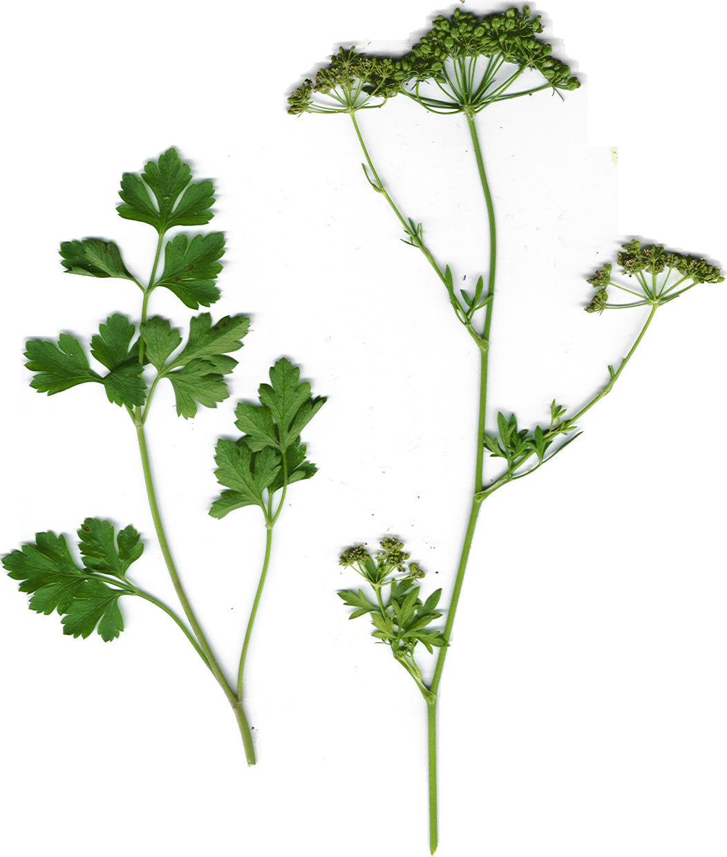 Petroselinum latifolium; credit Forest&Kim Starr Petroselinum latifolium; credit Forest&Kim Starr