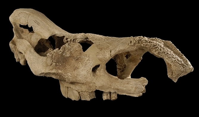 © Senckenberg Research Institute © Senckenberg Research Institute