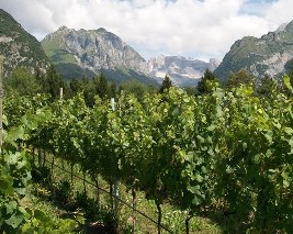 A Vineyard in Villa Banale, Italy A Vineyard in Villa Banale, Italy