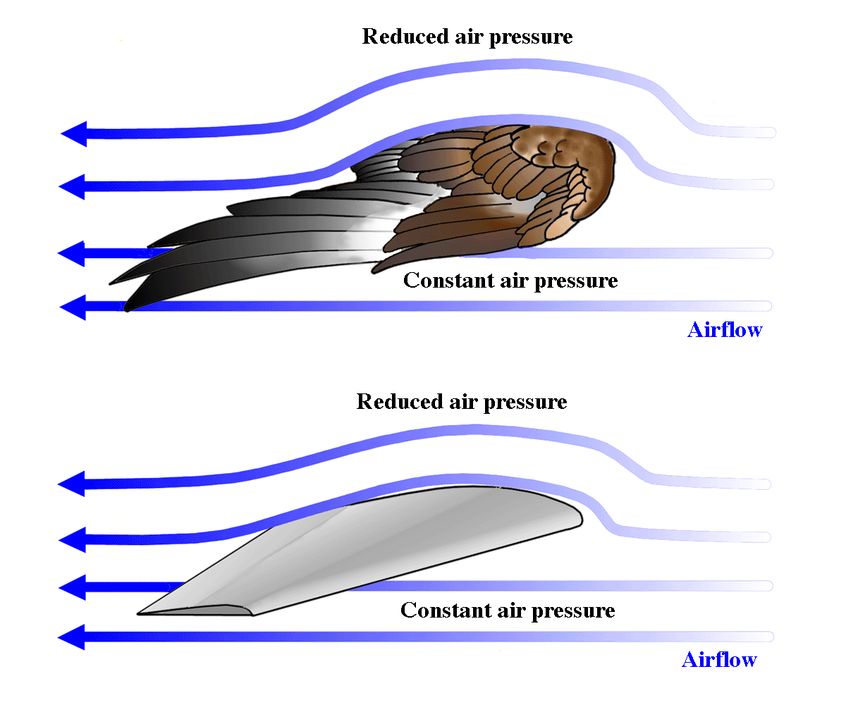 Airflow over bird and aircraft wings Airflow over bird and aircraft wings