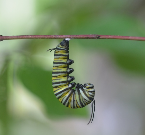Monarch butterfly caterpillar hanging from leaf Monarch butterfly caterpillar hanging from leaf