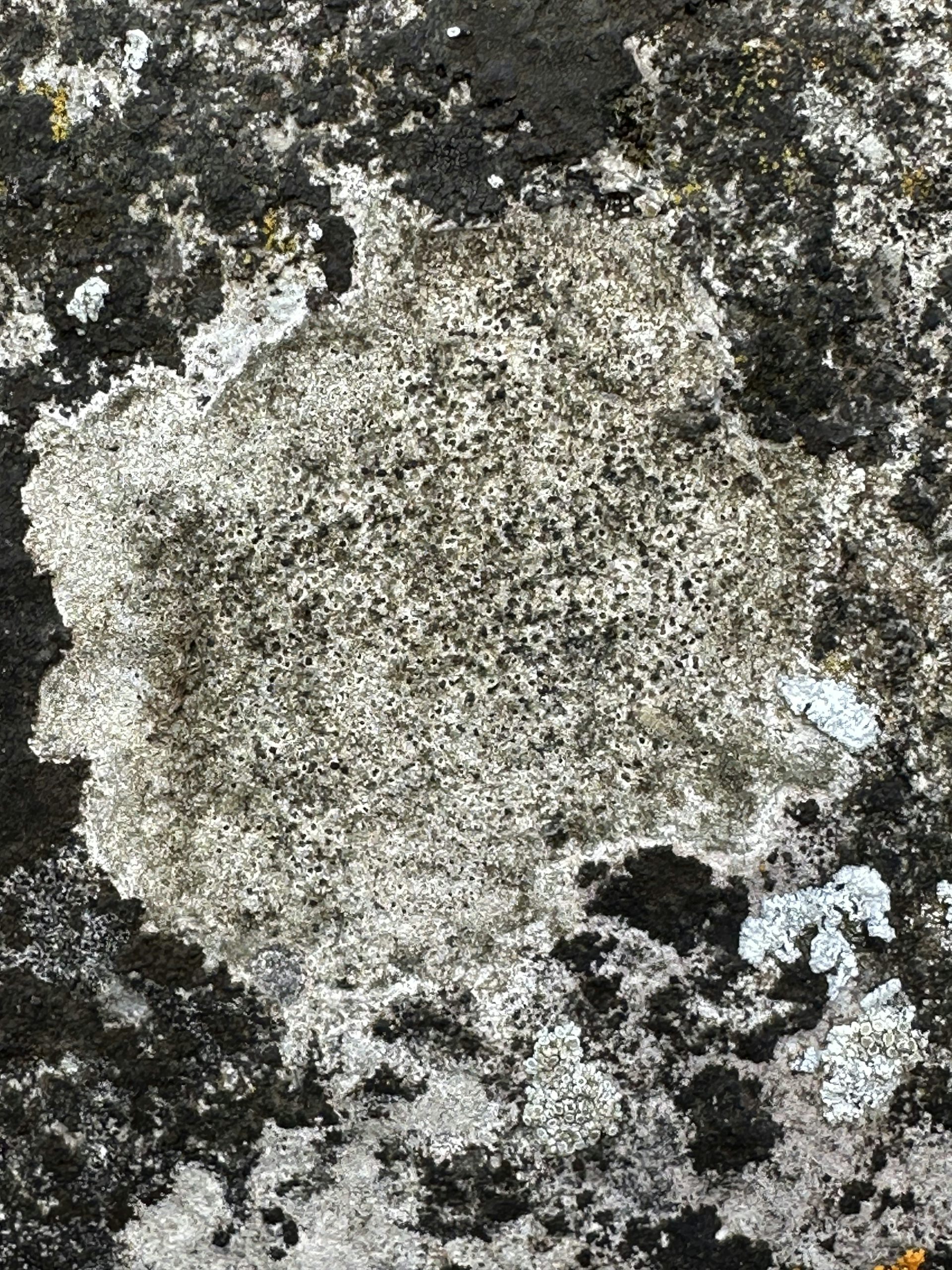 A grey stone lichen that can be likened in appearance to the surface of the Moon. A grey stone lichen that can be likened in appearance to the surface of the Moon.