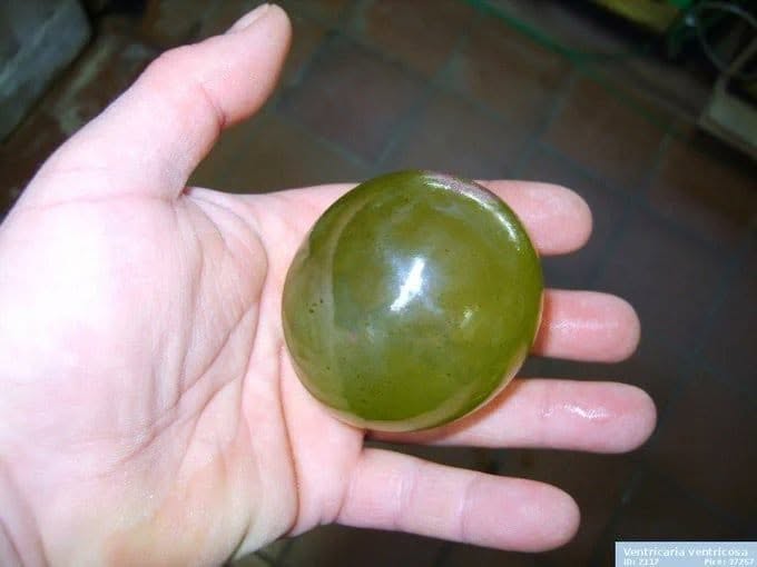 valonia_ventricosa