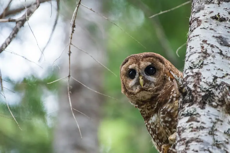 northern_spotted_owl