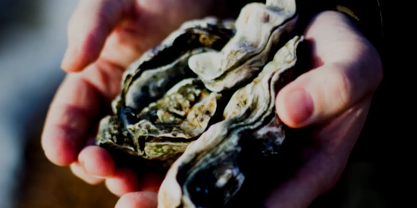 First Nation Shell Middens And True Oysters