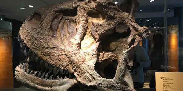 Carnotaurus sastrei: Flesh Eating Bull