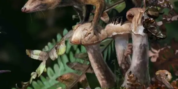 Mammals On The Ground Before The Dinosaurs Were Gone