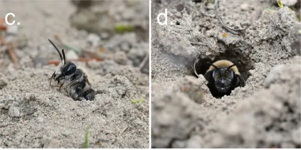 Ground-Nesting Bee Populations Don't Get Publicity But They're Everywhere
