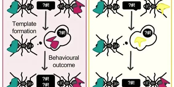 Ants Are Like Philadelphia Eagles Fans: They Hold Grudges Forever