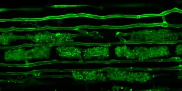 Optimizing Nature: Biological Mechanism Could Lower Nitrogen Use