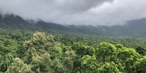You Can't Spell Replanted Rainforest Without T-E-R-M-I-T-E