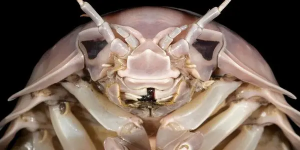 Bathynomus Vaderi: The Sea Bug Of Your New 'Star Wars' Nightmare