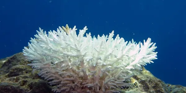 Coral Reefs Recover Quickly After Bleaching Due To Water Temperature Changes