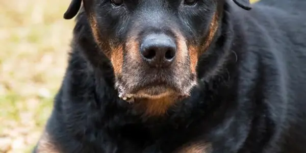 In Longevity Studies, Old Dogs Can Teach Us New Tricks