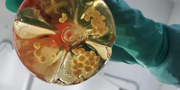 Brain Organoid Research Shows Science Academia Needs Stronger Ethical Oversight
