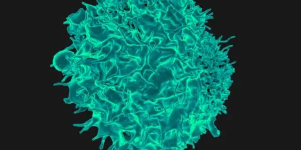 SARS-CoV-2 Infection May Mean Need For A CD8+ T Cell Response Booster