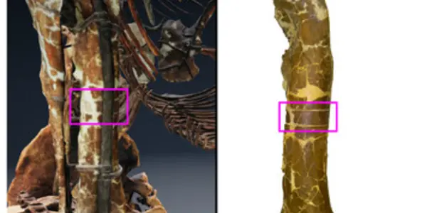 Prehistoric Peter Pan Syndrome