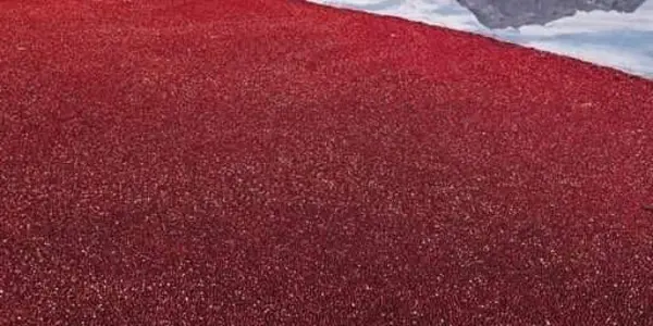 The Cranberry Scare Of 2025 Is Not New, It's Been A Thanksgiving Tradition Since 1959