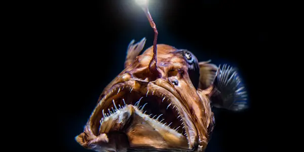 Ostracoderms To Anglerfish