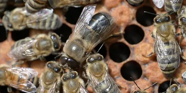 Males Are Genetically Wired To Beg Females For Food