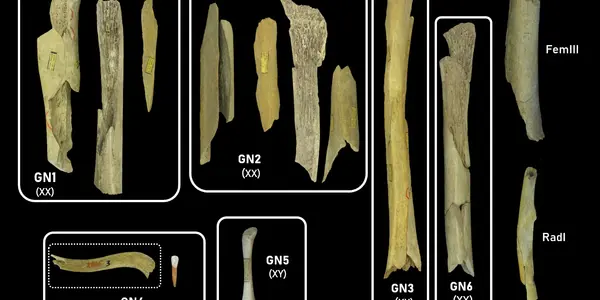 Neanderthals Resorted To Cannibalism - Just Like European Settlers At Jamestown