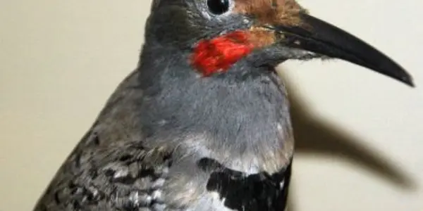 The Alarming Decline In Avian Wildlife