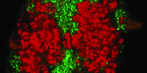 E. Thermophilum: Deep Sea Natural Gas Munching Microbes Can Eat CO2 Also