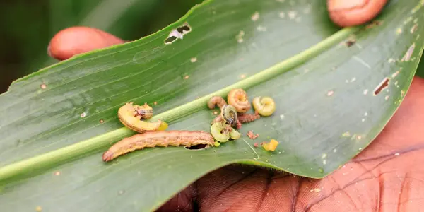 Europe Ponders Another Year Trying To Combat Fall Armyworm Without Modern Pesticides