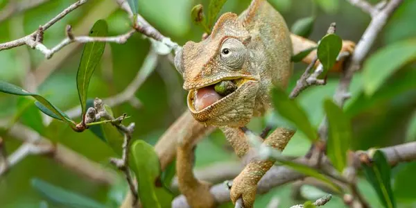 The Lizard Poop Of Madagascar