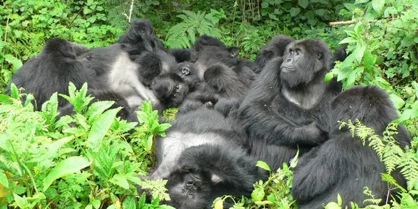 Being Friends With A Gorilla Isn't Easy
