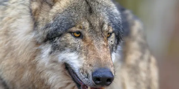 Yellowstone Wolves: Good For Urban Environmentalists, Bad For Everyone Else