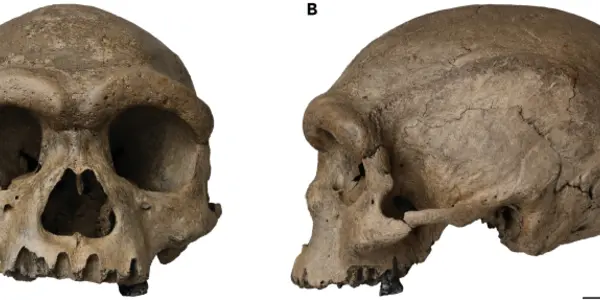 Nearly Complete Harbin Skull From 146,000 Years Ago Belongs To The Denisovan Lineage
